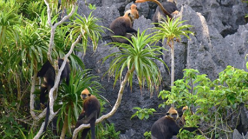 Tham Quan Đảo Khỉ - Cát Bà - Ảnh 2